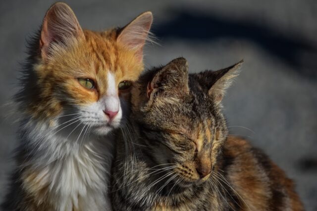 捨て猫を見つけたら警察に通報すべき どこに連絡するのが正解 Catハウス