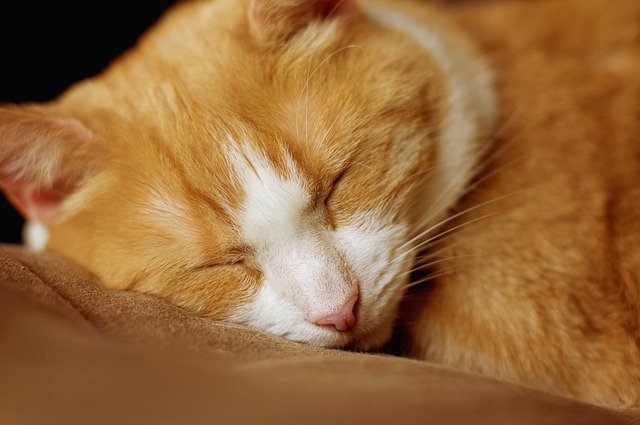 猫のいびきがゴロゴロ、ブーブー、グーグーは大丈夫なの？