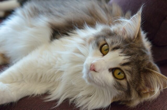 ダレノガレ明美の飼ってる猫は何匹で種類は？名前を画像付きで紹介