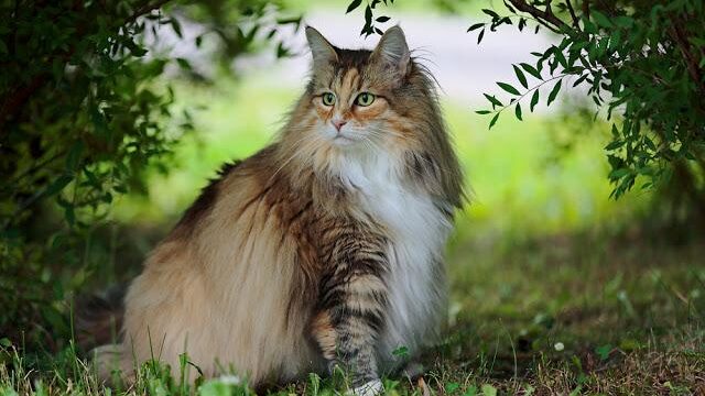 ダレノガレ明美の飼ってる猫は何匹で種類は？名前を画像付きで紹介