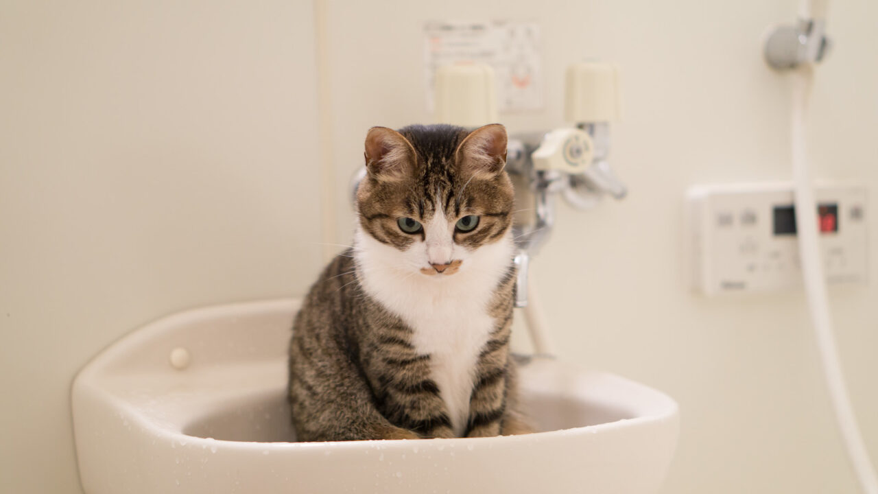 猫を40度のお風呂に入れるのは大丈夫？