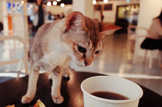 猫カフェ子供だけ何歳から？中学生だけは迷惑？