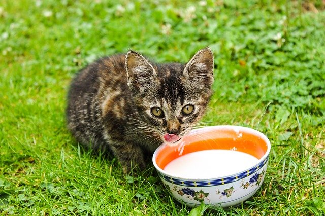 子猫にミルクは1日の量は何mlで目安はどれくらい？何時間おきに何ヶ月まであげて大丈夫？