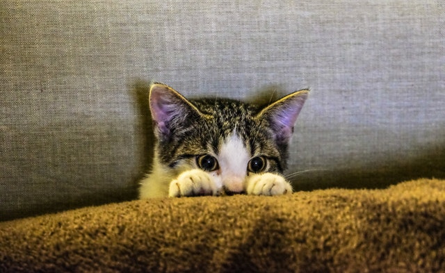 子猫が毛布をチュパチュパするのは何歳まで？なぜ舐めるの？