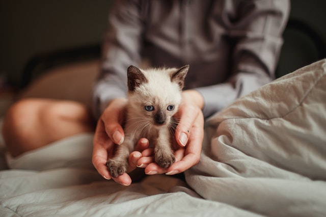 子猫が毛布をチュパチュパするのは何歳まで？なぜ舐めるの？