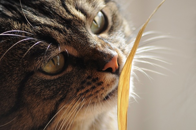 アロマティカスを猫が食べても大丈夫？ハーブティー匂いもダメ？