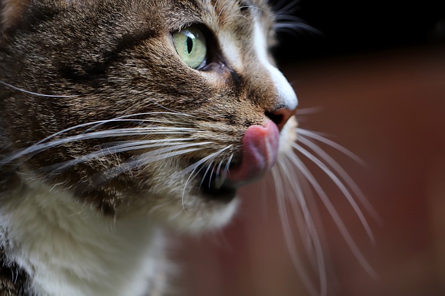 猫はよもぎを食べても大丈夫？たんぽぽを食べるのは危険？