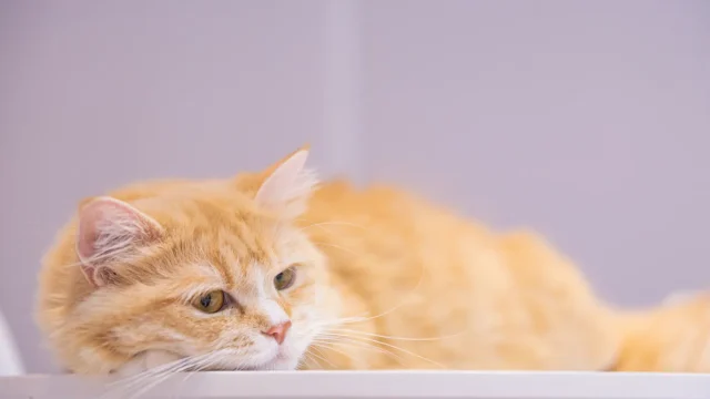 メインクーン子猫・体重の成長推移は？生後半年～3歳までのサイズをご紹介！