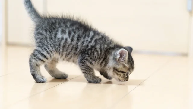 猫の尻尾の付け根を叩くと怒る 痛がるのは病気だから Catハウス