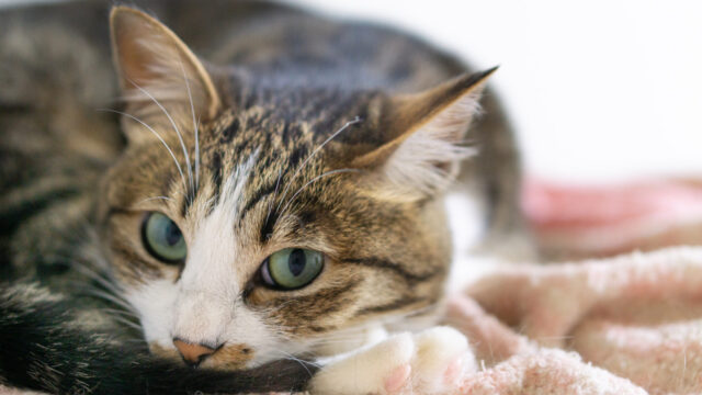 猫のくしゃみで黄色い鼻水が出るのは風邪？自宅でできる治し方も調査！