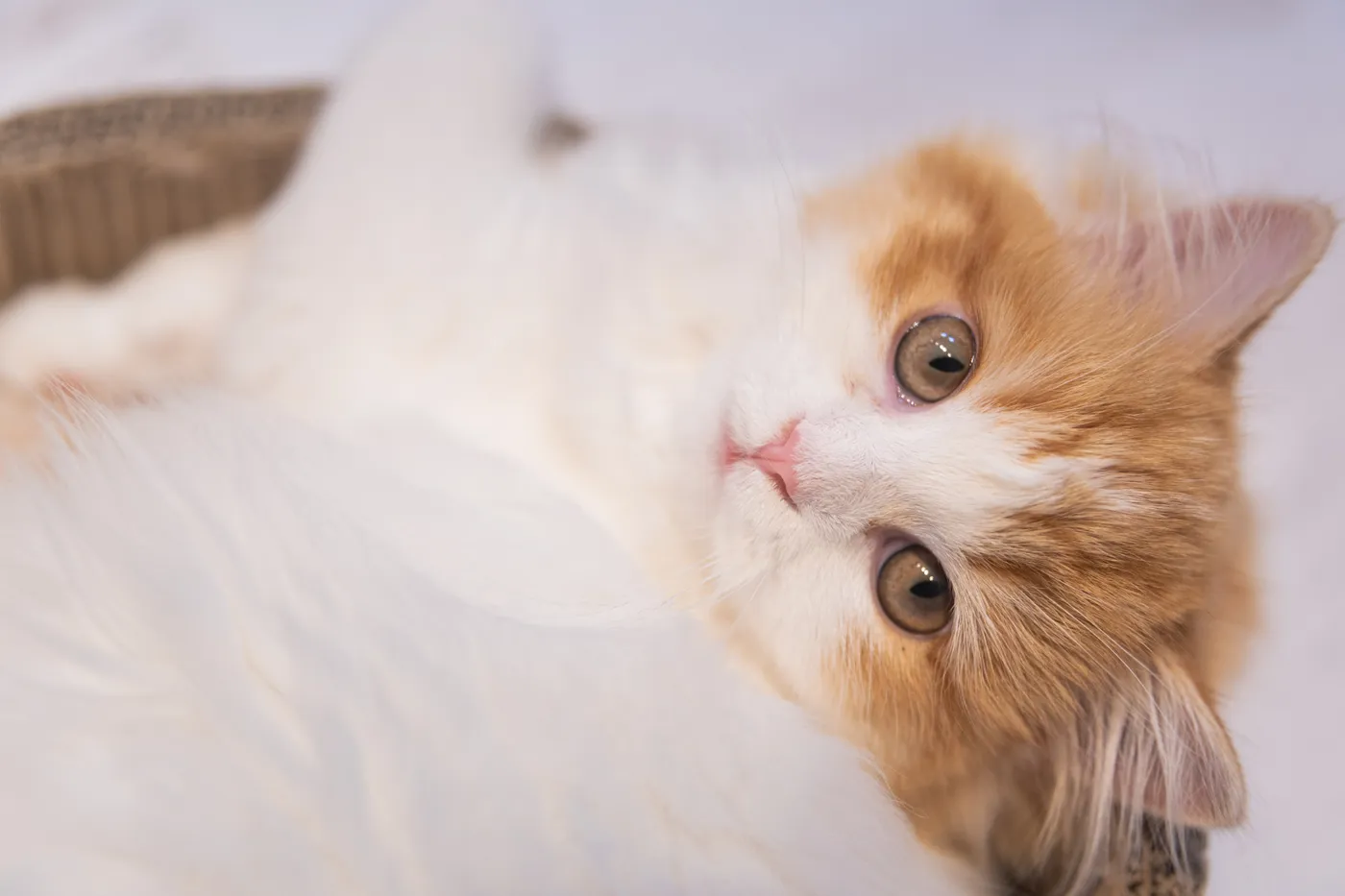 世界で一番可愛い猫ランキング 人気の猫種は何 22最新版 Catハウス