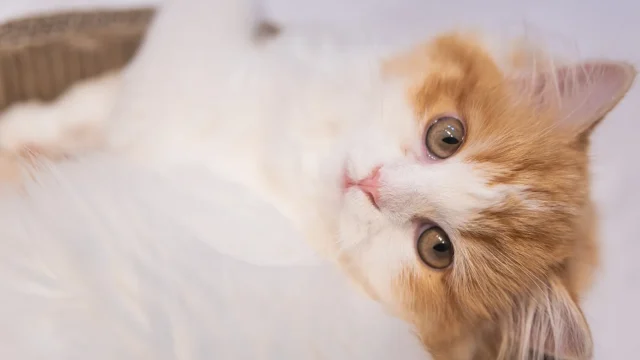世界で一番可愛い猫ランキング！人気の猫種は何？【2022最新版】