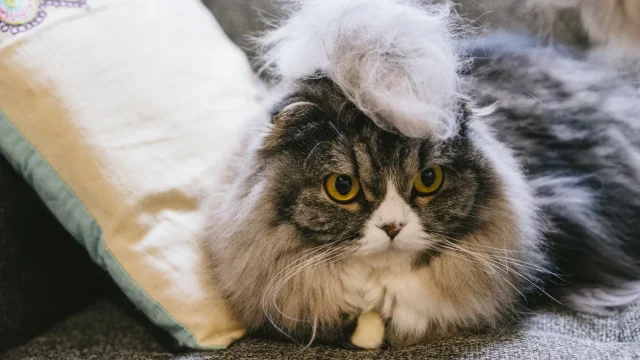 毛が抜けない猫の種類は？おすすめランキング形式でご紹介！