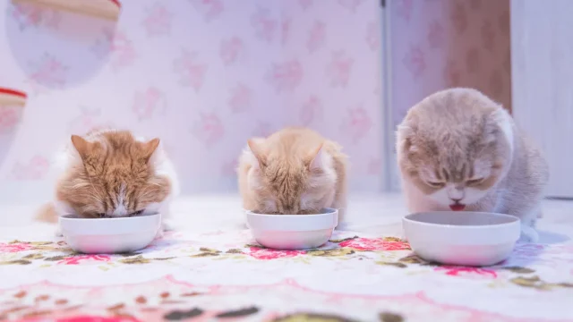 猫が夏バテで食欲ない元気ない時の対処法！水飲まない時はどうする？