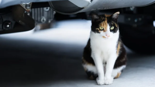 車の猫よけ対策で最強の効果絶大グッズは？おすすめのスプレー・カバーを調査！